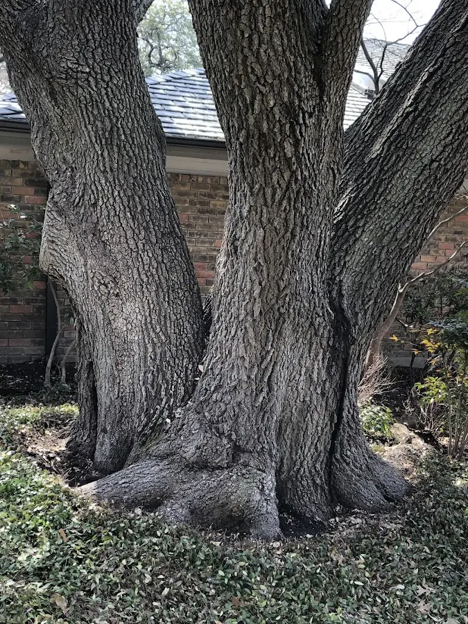 Mature heritage tree close to a Wall Lake property cared for by certified arborists